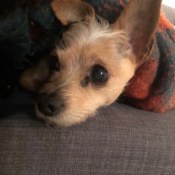 Meet your Posher, Sindi - Picture 1 of 1